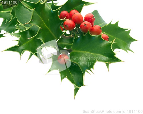 Image of Holly