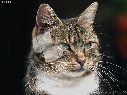 Image of Cat