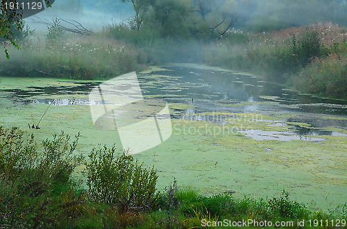 Image of Foggy Swamp in Central Russia