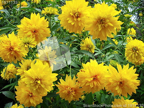 Image of Some beautiful yellow flowers