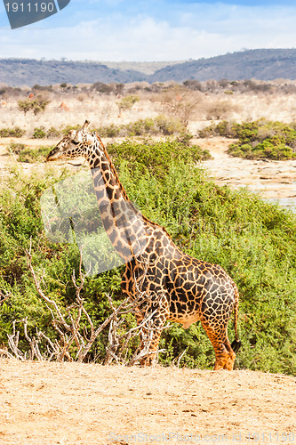 Image of Free Giraffe in Kenya