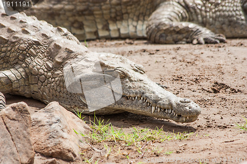 Image of Kenian crocodiles