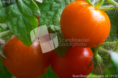 Image of Red tomatoes