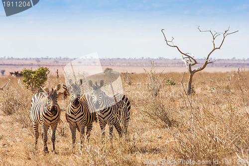 Image of Zebras looking to the camera