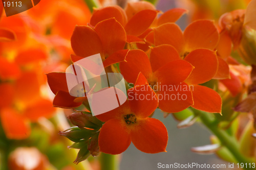 Image of Flowers of red kalanchoe