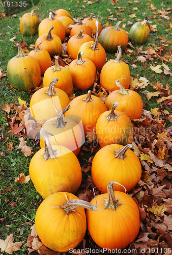 Image of Pumpkins paddock