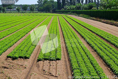 Image of Salad field