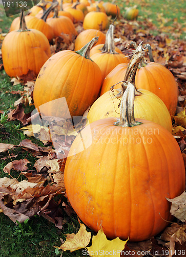 Image of Pumpkins