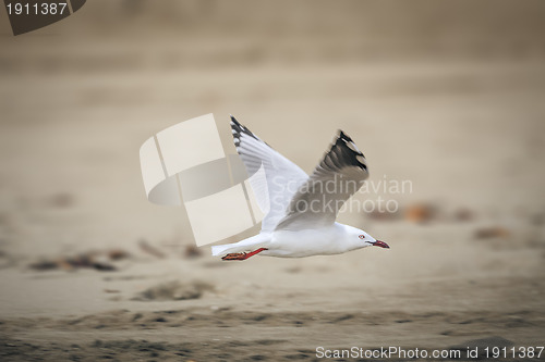 Image of sea gull