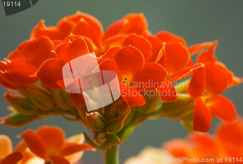 Image of Flowers of red kalanchoe