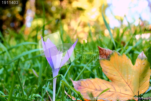 Image of blue flower in the grass