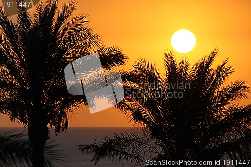 Image of Silhouettes of palm trees above the sea and rising sun