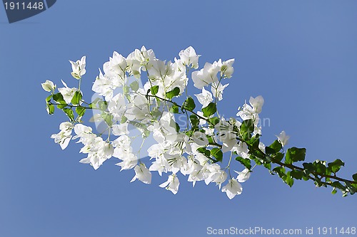 Image of White blooming bougainvilleas against the blue sky 