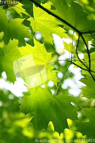 Image of Branch of green maple