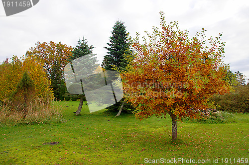 Image of Colourful tree