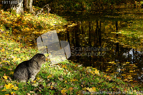 Image of Cat and pond
