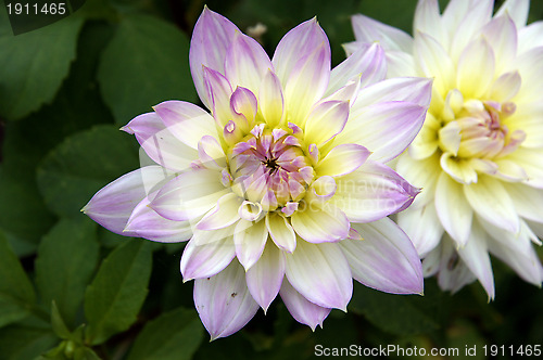 Image of Dahlia