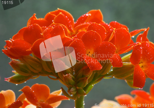 Image of Flowers of red kalanchoe