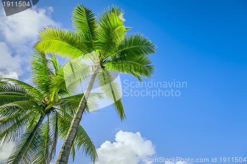 Image of palm tree