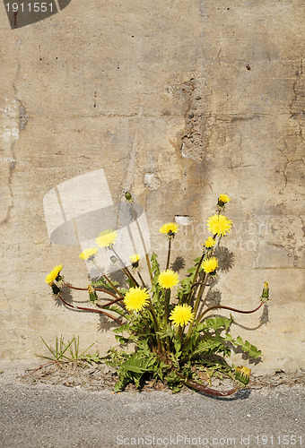 Image of Urban Dandelions