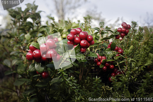 Image of Lingonberries