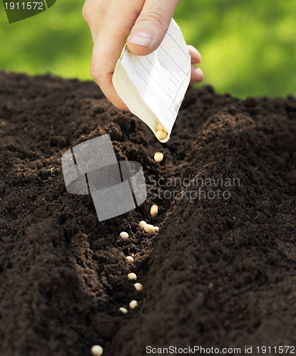 Image of Sowing