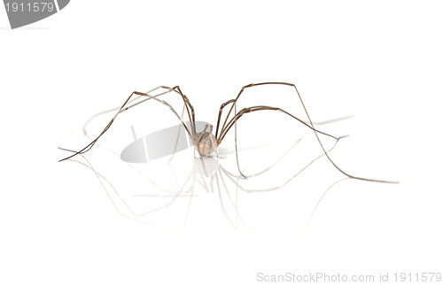 Image of Daddy Longlegs