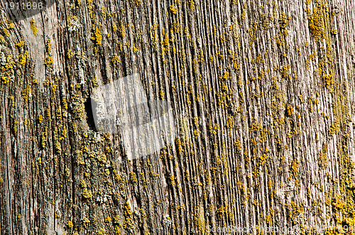 Image of wooden plank moss board wall disruption background 