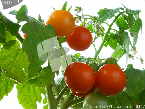 Image of Red tomatoes