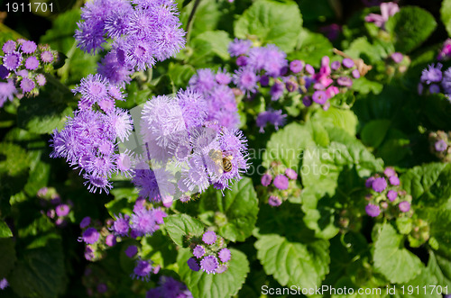 Image of Busy bee collect pollen nectar of blue flower 