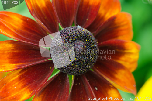 Image of Rudbeckia coneflower flower isolated on white 