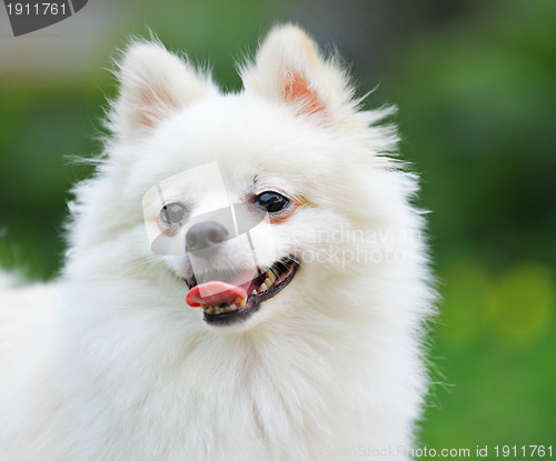 Image of white Pomeranian dog