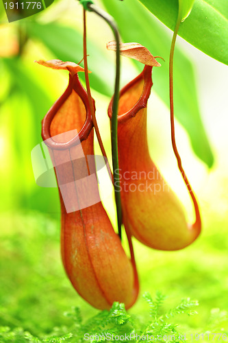 Image of Pitcher plant