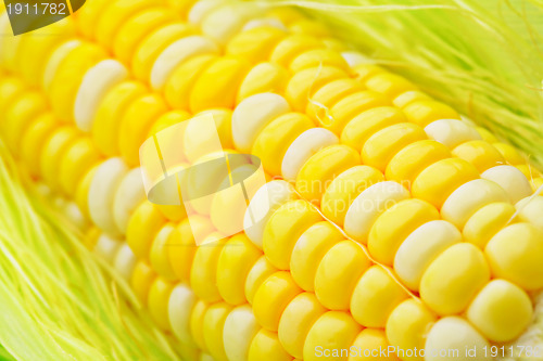 Image of Fresh corn cob