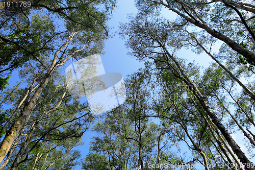 Image of Tree canopy