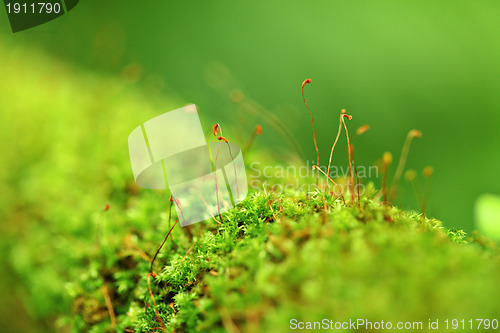 Image of moss close up