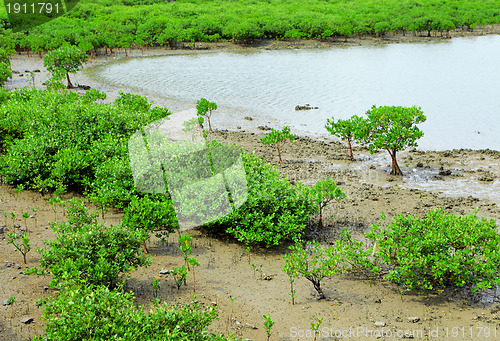 Image of Red Mangroves
