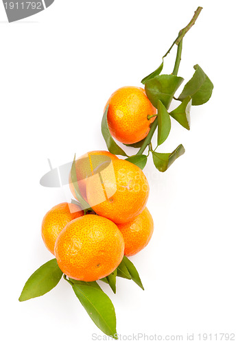 Image of mandarin on white