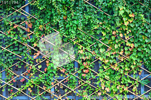 Image of wall and green plants