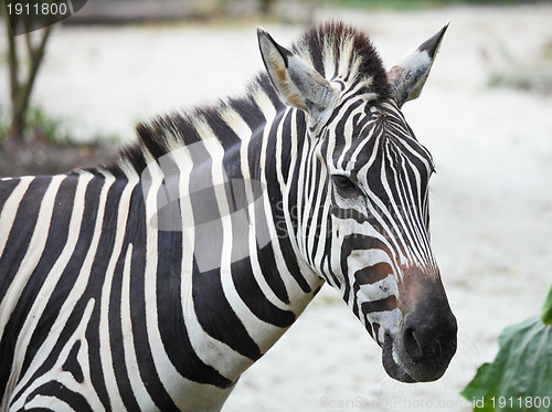 Image of Zebra