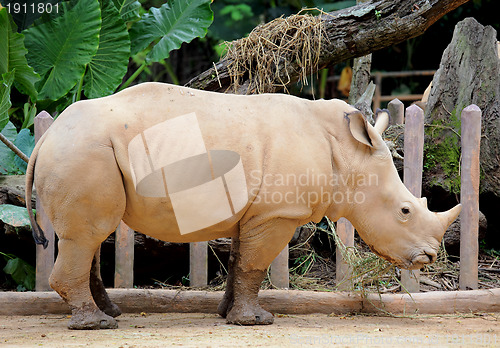 Image of rhino