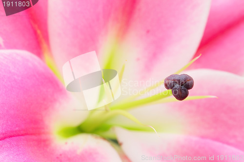 Image of pink lily