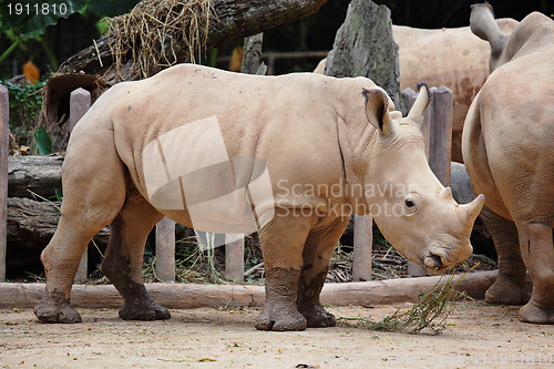 Image of rhino
