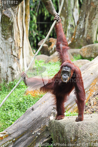 Image of Orangutan