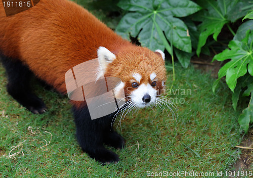 Image of Red panda