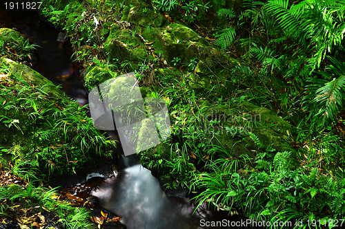 Image of water spring in forest
