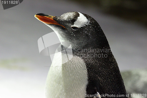 Image of Penguin