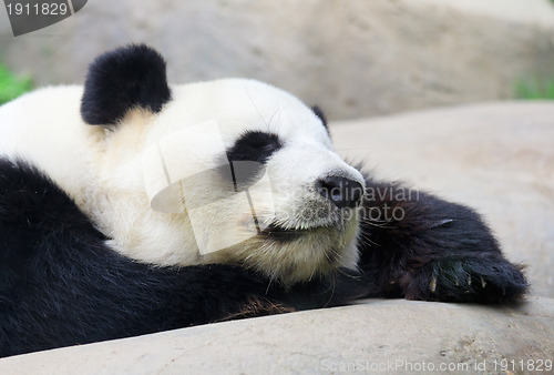 Image of Sleeping Panda