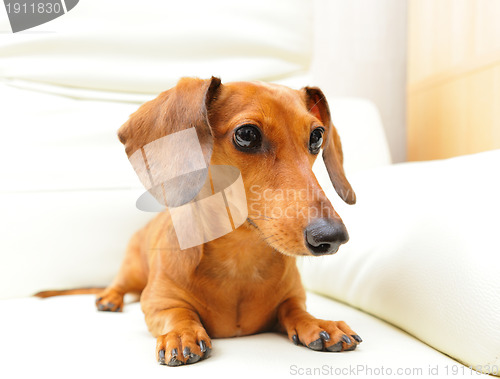 Image of dachshund dog on sofa