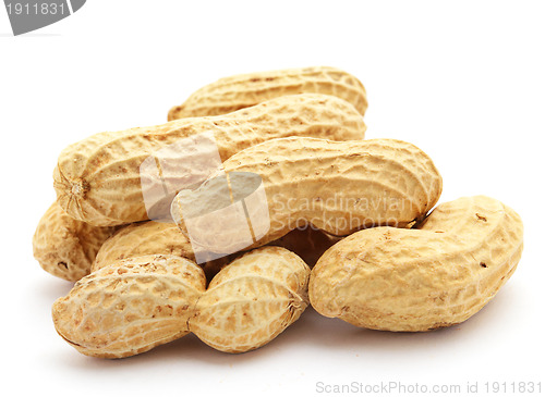 Image of Peanut